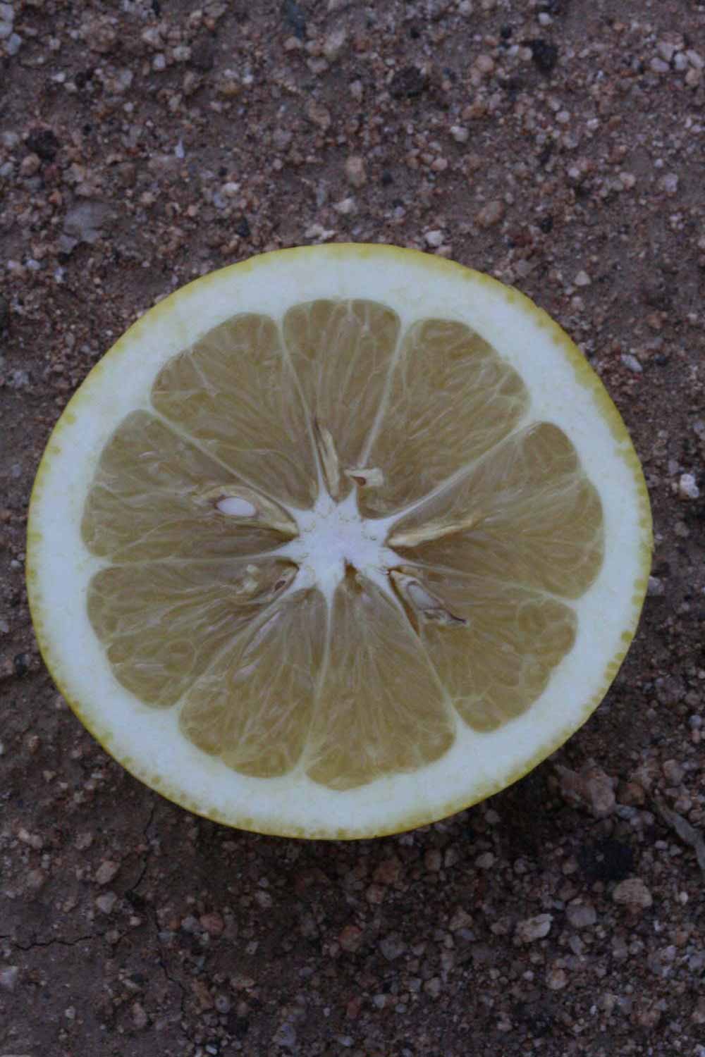              Fruit cross-section (Riverside, CA)       
